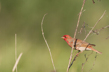 Common Rosefinch Erythrinus carpodacus Bird, small migratory bird in red feathers, male summer time Poland, Europe	