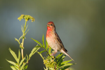 Common Rosefinch Erythrinus carpodacus Bird, small migratory bird in red feathers, male summer time Poland, Europe	