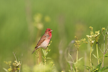 Common Rosefinch Erythrinus carpodacus Bird, small migratory bird in red feathers, male summer time Poland, Europe	