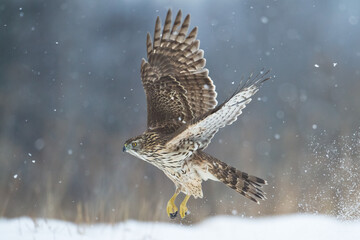 Birds of prey Goshawk Accipiter gentilis juvenile bird hunting time Poland Europe juvenile bird flying