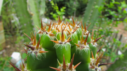 Cereus jamacaru. cactus in the caatinga of Brazil. strong green in appearance and with many long thorns