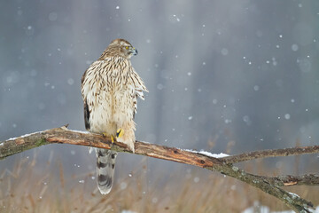 Birds of prey Goshawk Accipiter gentilis juvenile bird hunting time Poland Europe juvenile bird sitting on the branch