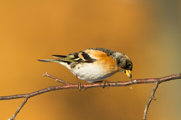 Bird Brambling ( Fringilla montifringilla ) on orange background male