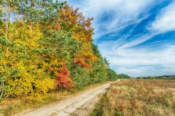 Landscape autumn road with colourful trees, autumn Poland, Europe and amazing blue sky with clouds, sunny day