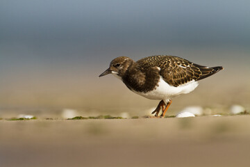 bird - Ruddy Turnstone migratory Arenaria interpres shorebird, migratory bird, Poland Europe Baltic Sea