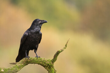 Bird beautiful raven perched ( Corvus corax ) North Poland Europe	