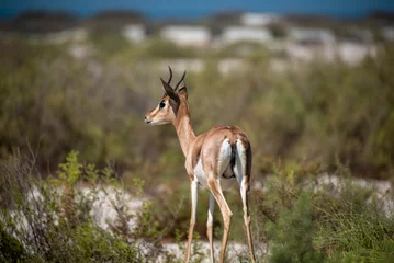 Crédence de cuisine en verre imprimé Antilope UAE wildlife