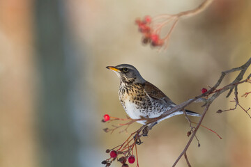 fieldfare, Turdus pilaris, bird eating berries on a hawthorn bush during Autumn season