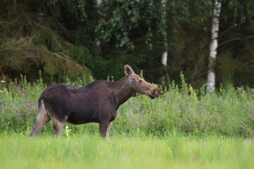 Mammals Elk ( Alces alces ) North part of Poland, Europe	