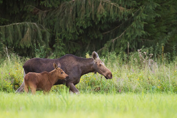 Fototapeta na wymiar Mammals Elk ( Alces alces ) North part of Poland, Europe 