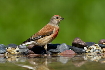 Bird Linnet Carduelis cannabina male, bird is bathing, summer time Poland, Europe green background