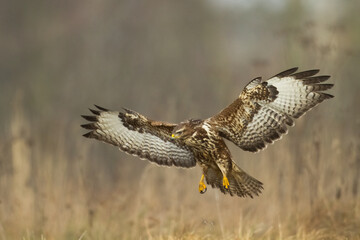 Common buzzard Buteo buteo in the fields, buzzards in natural habitat, hawk bird on the ground, predatory bird close up, birds of prey	