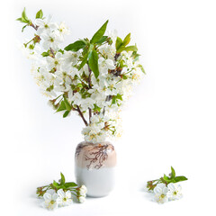 Bouquet of cherry blossoms in a ceramic vase on the white background