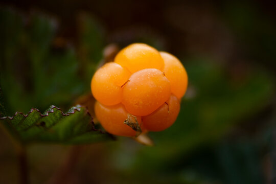 View of a berry with blurred background.