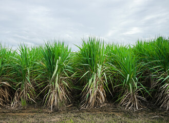 Sugarcane is growing in tropical fields to produce sugar or alcohol and fuel.