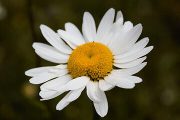 Large Daisy Closeup