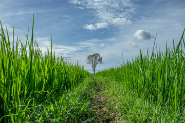 Fototapeta premium Photo of rice fields in Aceh Besar, Aceh, Indonesia.