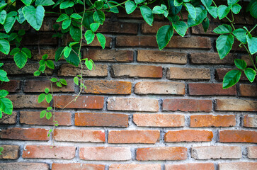 Asian tropical green leaves plant ivy for Natural leaves concept Ornamental plant with natural fresh and dried leaves on old brick wall with copy space for background , texture , copy text.