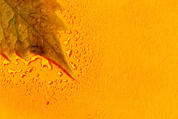 Yellow-red autumn leaf of wild grape in drops on orange background close-up