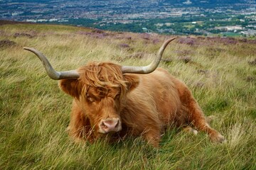 Highland Cattle Swanston Edinburgh Scotland 2022 August