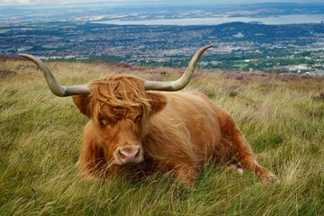 Highland Cattle Swanston Edinburgh Scotland 2022 August