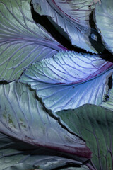 Close up view of broccoli leaves, food background in dark tones