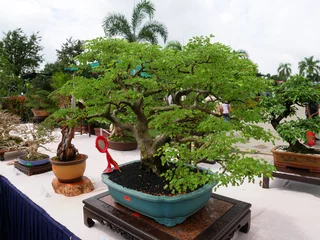 Fotobehang Bonsai MELAKA, MALAYSIA -AUGUST 27, 2022: Various bonsai trees are shown to the public in a public park. Bonsai is a type of hobby that requires perseverance and patience. It takes art to shape it.   © Aisyaqilumar