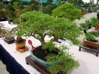 Fotobehang MELAKA, MALAYSIA -AUGUST 27, 2022: Various bonsai trees are shown to the public in a public park. Bonsai is a type of hobby that requires perseverance and patience. It takes art to shape it.  © Aisyaqilumar