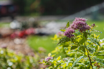 Outdoor Lawn and Landscape