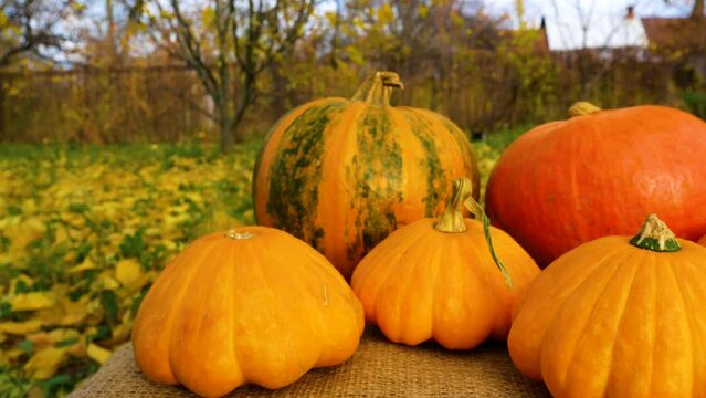 Lots of ripe orange pumpkins of different shapes on the burlap-covered surface in the garden. Panorama. Autumn still life in the garden. Pumpkin harvest and Halloween celebrations