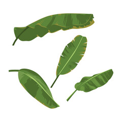 Obraz premium collection of banana leaves isolated on white background