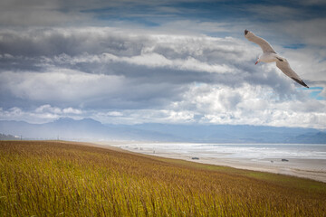 a seagull flying over grass covered sand dunes along the beach coast