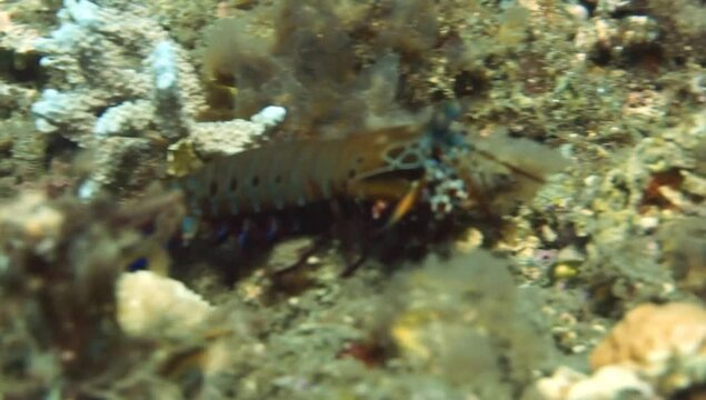 Mantis shrimp on the hunt. Marine crustaceans. A large shrimp.