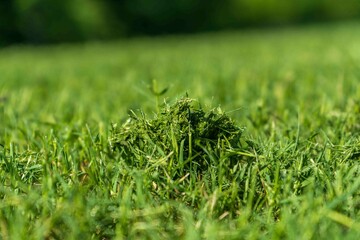 Outdoor Lawn and Landscape