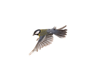 great tit (parus major) in flight isolated on white background