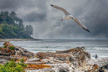 driftwood on the beach with a surfer and a flying seagull
