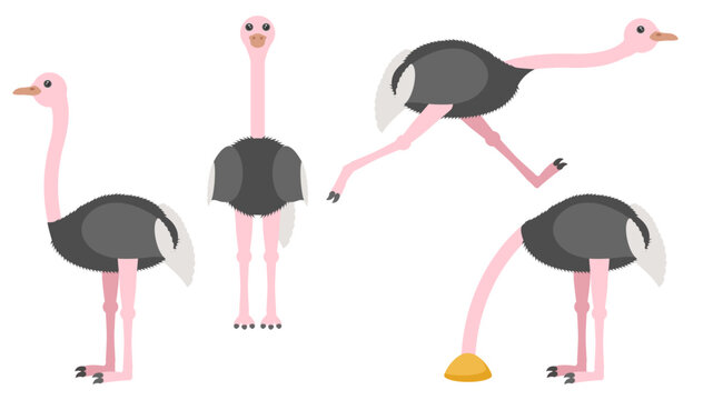 Set Abstract Collection Flat Cartoon Different Animal Ostriches Stand, Running, Hides His Head In The Sand Vector Design Style Elements Fauna Wildlife
