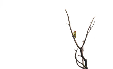  European Green Woodpecker