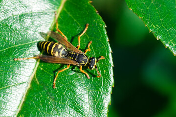 The wasp is sitting on green leaves. The dangerous yellow-and-black striped common Wasp sits on leaves.