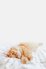 Cute ginger cat lying in bed under blanket. Fluffy pet comfortably settled to sleep. Cozy...