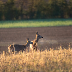  Roe deer couple standing close together on green field in sunny summer nature