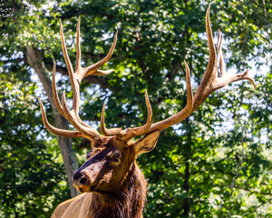 Portrait of a large elk stag displaying its antlers