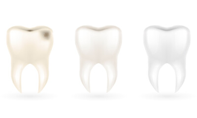 human root tooth model vector illustration