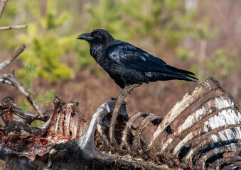 Raven standing on large animal ribs. A raven eats a dead animal.