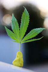 Zielony liść marihuana w promieniach słońca.  - obrazy, fototapety, plakaty