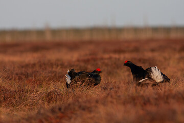 Two Black grouse fight on the bog. Lekking Black Grouse, Tetrao tetrix, in bog. Spring mating season in the nature.