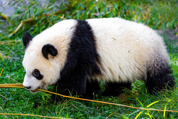 panda bear breeding at the zoo