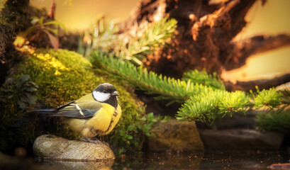 Photo of a beauty great tit
