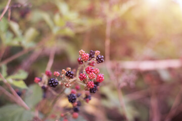 Delicious blackberries on a green branch in the forrest