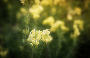 Selective focus of yellow Snapdragon flowers
